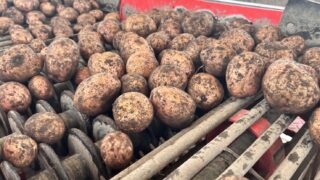 オーガニック じゃがいも 7kg 本別町 さやあかね