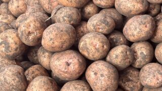 北海道十勝 オーガニック じゃがいも 7kg