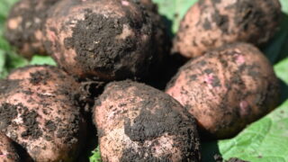 有機じゃがいも さやあかね 7kg(約500g増量、混み玉)