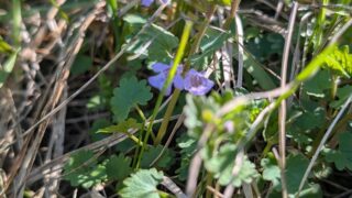カキドオシ 薬用植物園_神戸薬科大学