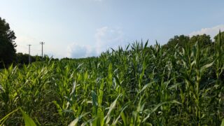 2025ウインターベッチを利用した不耕起栽培試験まとめ